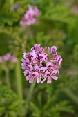 PRIVATE GARDEN ALARO, MALLORCA, DESIGNED BY MASHAMBA DESIGN: PINK FLOWERS, BLOOMS OF PELARGONIUM GRAVEOLENS, GRAGRANT, SCENTED