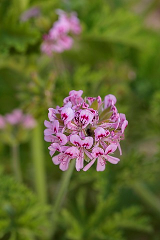 PRIVATE_GARDEN_ALARO_MALLORCA_DESIGNED_BY_MASHAMBA_DESIGN_PINK_FLOWERS_BLOOMS_OF_PELARGONIUM_GRAVEOL
