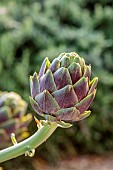 PRIVATE GARDEN ALARO, MALLORCA, DESIGNED BY MASHAMBA DESIGN: CYNARA SCOLYMUS, GLOBE ARTICHOKE, EDIBLES, VEGETABLES