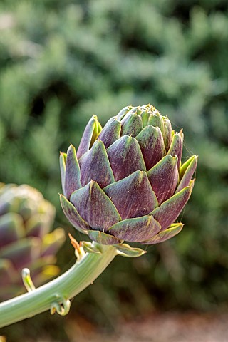 PRIVATE_GARDEN_ALARO_MALLORCA_DESIGNED_BY_MASHAMBA_DESIGN_CYNARA_SCOLYMUS_GLOBE_ARTICHOKE_EDIBLES_VE