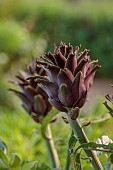 PRIVATE GARDEN ALARO, MALLORCA, DESIGNED BY MASHAMBA DESIGN: CYNARA SCOLYMUS, GLOBE ARTICHOKE, EDIBLES, VEGETABLES