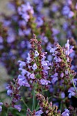 PRIVATE GARDEN ALARO, MALLORCA, DESIGNED BY MASHAMBA DESIGN: BLUE, PURPLE FLOWERS OF SALVIA OFFICINALIS, SAGES, SHRUBS, AROMATIC, CULINARY, HERBS