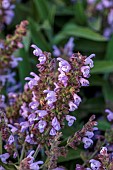 PRIVATE GARDEN ALARO, MALLORCA, DESIGNED BY MASHAMBA DESIGN: BLUE, PURPLE FLOWERS OF SALVIA OFFICINALIS, SAGES, SHRUBS, AROMATIC, CULINARY, HERBS