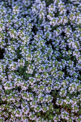 PRIVATE_GARDEN_ALARO_MALLORCA_DESIGNED_BY_MASHAMBA_DESIGN_PALE_PINK_FLOWERS_BLOOMS_OF_COMMON_THYME_T