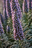 PRIVATE GARDEN ALARO, MALLORCA, DESIGNED BY MASHAMBA DESIGN: BLUE, PURPLE FLOWERS, BLOOMS OF ECHIUM CANDICANS, PRIDE OF MADEIRA, PERENNIALS