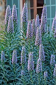 PRIVATE GARDEN ALARO, MALLORCA, DESIGNED BY MASHAMBA DESIGN: BLUE, PURPLE FLOWERS, BLOOMS OF ECHIUM CANDICANS, PRIDE OF MADEIRA, PERENNIALS