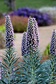 PRIVATE GARDEN ALARO, MALLORCA, DESIGNED BY MASHAMBA DESIGN: BLUE, PURPLE FLOWERS, BLOOMS OF ECHIUM CANDICANS, PRIDE OF MADEIRA, PERENNIALS