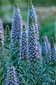 PRIVATE GARDEN ALARO, MALLORCA, DESIGNED BY MASHAMBA DESIGN: BLUE, PURPLE FLOWERS, BLOOMS OF ECHIUM CANDICANS, PRIDE OF MADEIRA, PERENNIALS