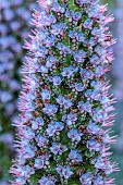 PRIVATE GARDEN ALARO, MALLORCA, DESIGNED BY MASHAMBA DESIGN: BLUE, PURPLE FLOWERS, BLOOMS OF ECHIUM CANDICANS, PRIDE OF MADEIRA, PERENNIALS