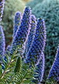 PRIVATE GARDEN ALARO, MALLORCA, DESIGNED BY MASHAMBA DESIGN: BLUE, PURPLE FLOWERS, BLOOMS OF ECHIUM CANDICANS, PRIDE OF MADEIRA, PERENNIALS