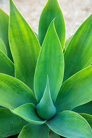 PRIVATE_GARDEN_ALARO_MALLORCA_DESIGNED_BY_MASHAMBA_DESIGN_GREEN_SPIKEY_FOLIAGE_LEAVES_OF_AGAVE_ATTEN