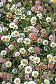 PRIVATE GARDEN ALARO, MALLORCA, DESIGNED BY MASHAMBA DESIGN: PINK, CREAM, YELLOW FLOWERS OF ERIGERON KARVINSKIANUS.MEXICAN FLEABANE, DAISIES, PERENNIALS