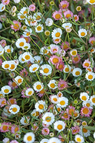 PRIVATE_GARDEN_ALARO_MALLORCA_DESIGNED_BY_MASHAMBA_DESIGN_PINK_CREAM_YELLOW_FLOWERS_OF_ERIGERON_KARV