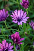 PRIVATE GARDEN ALARO, MALLORCA, DESIGNED BY MASHAMBA DESIGN: PURPLE FLOWERS, BLOOMS OF OSTEOSPERMUM ECKLONIS, DAISYBUSH