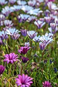 PRIVATE GARDEN ALARO, MALLORCA, DESIGNED BY MASHAMBA DESIGN: PURPLE, WHITE, FLOWERS, BLOOMS OF OSTEOSPERMUM ECKLONIS, DAISYBUSH