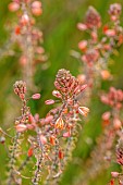 PRIVATE GARDEN ALARO, MALLORCA, DESIGNED BY MASHAMBA DESIGN: ORANGE FLOWERS, BLOOMS OF STALKED BULBINE, BULBINE FRUTESCENS, EVERGREEN, PERENNIALS