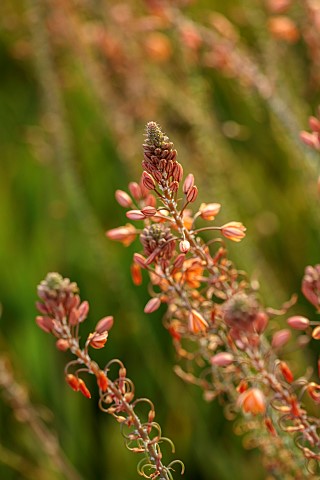 PRIVATE_GARDEN_ALARO_MALLORCA_DESIGNED_BY_MASHAMBA_DESIGN_ORANGE_FLOWERS_BLOOMS_OF_STALKED_BULBINE_B