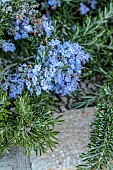 PRIVATE GARDEN ALARO, MALLORCA, DESIGNED BY MASHAMBA DESIGN: PALE BLUE FLOWERS, BLOOMS OF SALVIA ROSMARINUS, EVERGREEN, SHRUBS, AROMATIC, SCENTED, FRAGRANT, HERBS