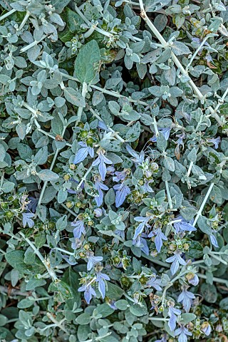 PRIVATE_GARDEN_ALARO_MALLORCA_DESIGNED_BY_MASHAMBA_DESIGN_GREY_FOLIAGE_LEAVES_PALE_BLUE_FLOWERS_BLOO