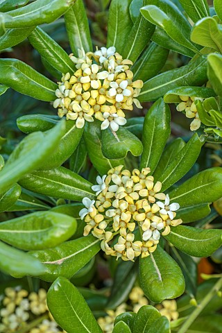 PRIVATE_GARDEN_ALARO_MALLORCA_DESIGNED_BY_MASHAMBA_DESIGN_GREEN_FOLIAGE_LEAVES_PALE_YELLOW_CREAM_FLO