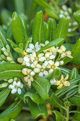 VATE_GARDEN_ALARO_MALLORCA_DESIGNED_BY_MASHAMBA_DESIGN_GREEN_FOLIAGE_LEAVES_PALE_YELLOW_CREAM_FLOWER