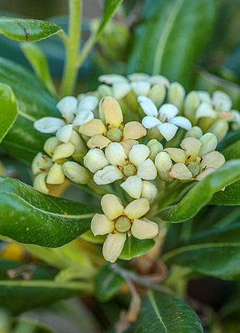 VATE_GARDEN_ALARO_MALLORCA_DESIGNED_BY_MASHAMBA_DESIGN_GREEN_FOLIAGE_LEAVES_PALE_YELLOW_CREAM_FLOWER