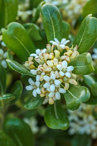 VATE_GARDEN_ALARO_MALLORCA_DESIGNED_BY_MASHAMBA_DESIGN_GREEN_FOLIAGE_LEAVES_PALE_YELLOW_CREAM_FLOWER