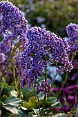 PRIVATE GARDEN ALARO, MALLORCA, DESIGNED BY MASHAMBA DESIGN: PURPLE, DARK BLUE FLOWERS, BLOOMS OF PEREZS SEA LAVENDER, LIMONIUM PEREZII, EVERGREEN, PERENNIALS