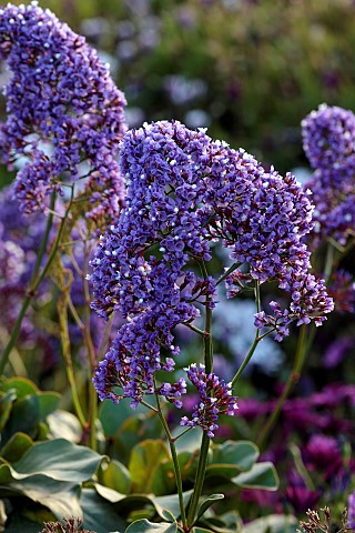 PRIVATE_GARDEN_ALARO_MALLORCA_DESIGNED_BY_MASHAMBA_DESIGN_PURPLE_DARK_BLUE_FLOWERS_BLOOMS_OF_PEREZS_