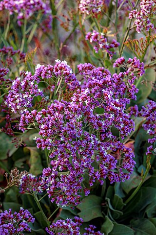 PRIVATE_GARDEN_ALARO_MALLORCA_DESIGNED_BY_MASHAMBA_DESIGN_PURPLE_DARK_BLUE_FLOWERS_BLOOMS_OF_PEREZS_
