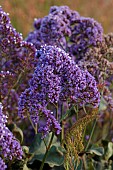 PRIVATE GARDEN ALARO, MALLORCA, DESIGNED BY MASHAMBA DESIGN: PURPLE, DARK BLUE FLOWERS, BLOOMS OF PEREZS SEA LAVENDER, LIMONIUM PEREZII, EVERGREEN, PERENNIALS