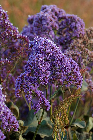 PRIVATE_GARDEN_ALARO_MALLORCA_DESIGNED_BY_MASHAMBA_DESIGN_PURPLE_DARK_BLUE_FLOWERS_BLOOMS_OF_PEREZS_