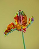 PLANT PORTRAIT OF PARROT TULIP, TULIPA RASTA PARROT