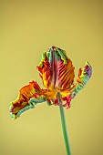 PLANT PORTRAIT OF PARROT TULIP, TULIPA RASTA PARROT