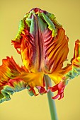 PLANT PORTRAIT OF PARROT TULIP, TULIPA RASTA PARROT