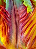 PLANT PORTRAIT OF PARROT TULIP, TULIPA RASTA PARROT