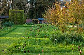 MEADOW BY ANGEL COLLINS, SPRING, APRIL: CAMASSIAS AND TULIPS, TULIPA SLAWA, QUEEN OF NIGHT, MERLOT AND APRICOT FOX