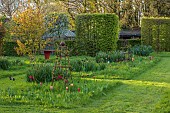 MEADOW BY ANGEL COLLINS, SPRING, APRIL: CAMASSIAS AND TULIPS, TULIPA SLAWA, QUEEN OF NIGHT, MERLOT AND APRICOT FOX