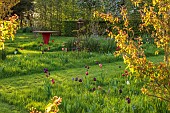 MEADOW BY ANGEL COLLINS, SPRING, APRIL: CAMASSIAS AND TULIPS, TULIPA SLAWA, QUEEN OF NIGHT, MERLOT AND APRICOT FOX