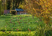 MEADOW BY ANGEL COLLINS, SPRING, APRIL: CAMASSIAS AND TULIPS, TULIPA SLAWA, QUEEN OF NIGHT, MERLOT AND APRICOT FOX