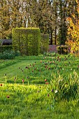 MEADOW BY ANGEL COLLINS, SPRING, APRIL: CAMASSIAS AND TULIPS, TULIPA SLAWA, QUEEN OF NIGHT, MERLOT AND APRICOT FOX