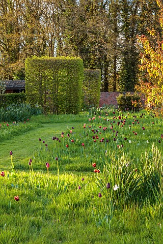 MEADOW_BY_ANGEL_COLLINS_SPRING_APRIL_CAMASSIAS_AND_TULIPS_TULIPA_SLAWA_QUEEN_OF_NIGHT_MERLOT_AND_APR