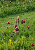 MEADOW BY ANGEL COLLINS, SPRING, APRIL: CAMASSIAS AND TULIPS, TULIPA SLAWA, QUEEN OF NIGHT, MERLOT AND APRICOT FOX