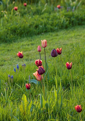 MEADOW_BY_ANGEL_COLLINS_SPRING_APRIL_CAMASSIAS_AND_TULIPS_TULIPA_SLAWA_QUEEN_OF_NIGHT_MERLOT_AND_APR