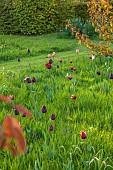 MEADOW BY ANGEL COLLINS, SPRING, APRIL: CAMASSIAS AND TULIPS, TULIPA SLAWA, QUEEN OF NIGHT, MERLOT AND APRICOT FOX