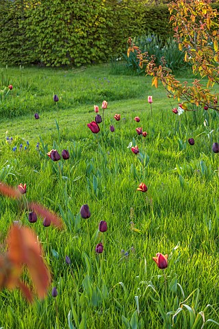 MEADOW_BY_ANGEL_COLLINS_SPRING_APRIL_CAMASSIAS_AND_TULIPS_TULIPA_SLAWA_QUEEN_OF_NIGHT_MERLOT_AND_APR
