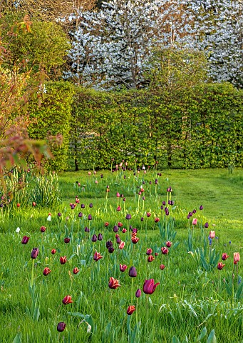 MEADOW_BY_ANGEL_COLLINS_SPRING_APRIL_CAMASSIAS_AND_TULIPS_TULIPA_SLAWA_QUEEN_OF_NIGHT_MERLOT_AND_APR