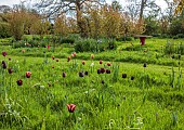 MEADOW BY ANGEL COLLINS, SPRING, APRIL: CAMASSIAS AND TULIPS, TULIPA SLAWA, QUEEN OF NIGHT, MERLOT AND APRICOT FOX