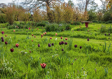 MEADOW_BY_ANGEL_COLLINS_SPRING_APRIL_CAMASSIAS_AND_TULIPS_TULIPA_SLAWA_QUEEN_OF_NIGHT_MERLOT_AND_APR