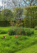 MEADOW BY ANGEL COLLINS, SPRING, APRIL: CAMASSIAS AND TULIPS, TULIPA SLAWA, QUEEN OF NIGHT, MERLOT AND APRICOT FOX